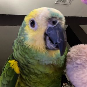 Meet your Posher, Chelsea